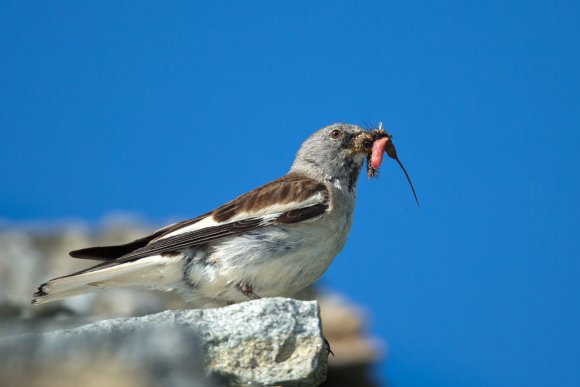 Fringuello alpino -Snow finch (Montifringilla nivalis)
