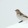 Zigolo delle nevi - Snow bunting (Plectrophenax nivalis)