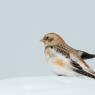 Zigolo delle nevi - Snow bunting (Plectrophenax nivalis)