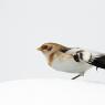 Zigolo delle nevi - Snow bunting (Plectrophenax nivalis)