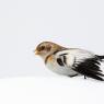 Zigolo delle nevi - Snow bunting (Plectrophenax nivalis)