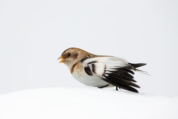 Zigolo delle nevi - Snow bunting (Plectrophenax nivalis)