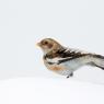 Zigolo delle nevi - Snow bunting (Plectrophenax nivalis)