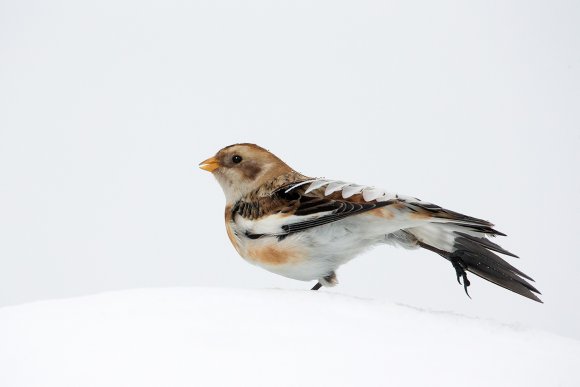 Zigolo delle nevi - Snow bunting (Plectrophenax nivalis)