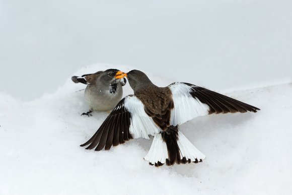 Fringuello alpino -Snow finch (Montifringilla nivalis)