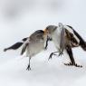 Fringuello alpino -Snow finch (Montifringilla nivalis)