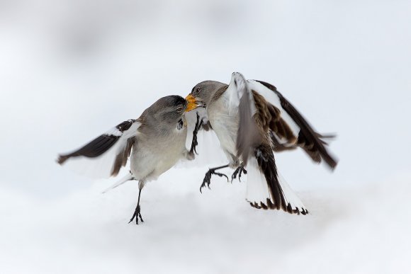 Fringuello alpino -Snow finch (Montifringilla nivalis)