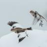 Zigolo delle nevi - Snow bunting (Plectrophenax nivalis)