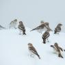 Zigolo delle nevi - Snow bunting (Plectrophenax nivalis)