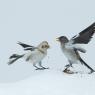 Zigolo delle nevi - Snow bunting (Plectrophenax nivalis)