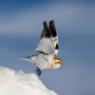 Zigolo delle nevi - Snow bunting (Plectrophenax nivalis)