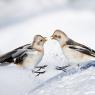 Zigolo delle nevi - Snow bunting (Plectrophenax nivalis)