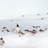 Zigolo delle nevi - Snow bunting (Plectrophenax nivalis)