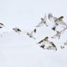 Zigolo delle nevi - Snow bunting (Plectrophenax nivalis)