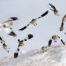 Zigolo delle nevi - Snow bunting (Plectrophenax nivalis)