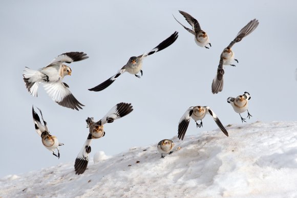 Zigolo delle nevi - Snow bunting (Plectrophenax nivalis)