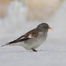 Fringuello alpino -Snow finch (Montifringilla nivalis)