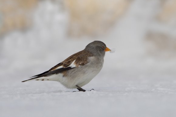 Fringuello alpino -Snow finch (Montifringilla nivalis)