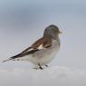 Fringuello alpino -Snow finch (Montifringilla nivalis)