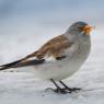 Fringuello alpino -Snow finch (Montifringilla nivalis)