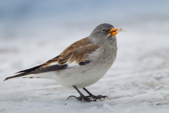 Fringuello alpino -Snow finch (Montifringilla nivalis)