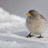 Fringuello alpino -Snow finch (Montifringilla nivalis)