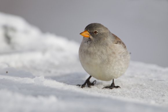 Fringuello alpino -Snow finch (Montifringilla nivalis)