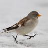 Fringuello alpino -Snow finch (Montifringilla nivalis)