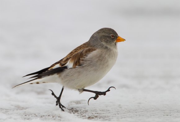 Fringuello alpino -Snow finch (Montifringilla nivalis)