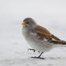 Fringuello alpino -Snow finch (Montifringilla nivalis)