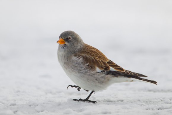 Fringuello alpino -Snow finch (Montifringilla nivalis)