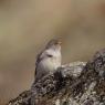 Fringuello alpino -Snow finch (Montifringilla nivalis)