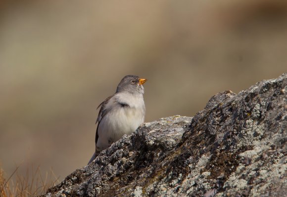 Fringuello alpino -Snow finch (Montifringilla nivalis)