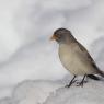 Fringuello alpino -Snow finch (Montifringilla nivalis)