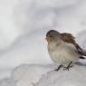 Fringuello alpino -Snow finch (Montifringilla nivalis)