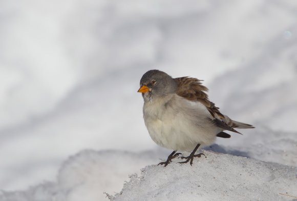 Fringuello alpino -Snow finch (Montifringilla nivalis)