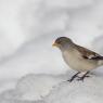 Fringuello alpino -Snow finch (Montifringilla nivalis)