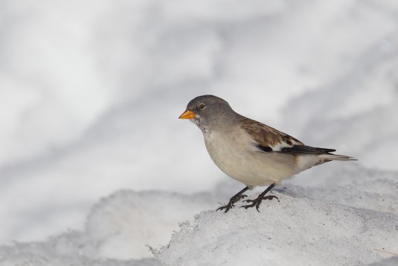 Fringuello alpino -Snow finch (Montifringilla nivalis)