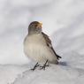 Fringuello alpino -Snow finch (Montifringilla nivalis)