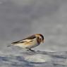 Zigolo delle nevi - Snow bunting (Plectrophenax nivalis)