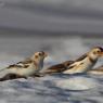 Zigolo delle nevi - Snow bunting (Plectrophenax nivalis)