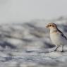 Zigolo delle nevi - Snow bunting (Plectrophenax nivalis)