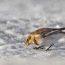 Zigolo delle nevi - Snow bunting (Plectrophenax nivalis)