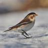 Zigolo delle nevi - Snow bunting (Plectrophenax nivalis)