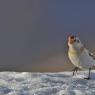 Zigolo delle nevi - Snow bunting (Plectrophenax nivalis)