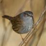 Passera scopaiola - Dunnock (Prunella modularis)