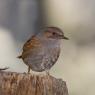 Passera scopaiola - Dunnock (Prunella modularis)