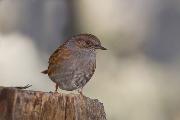 Passera scopaiola - Dunnock (Prunella modularis)