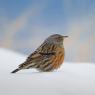 Sordone - Alpine accentor (Prunella collaris)