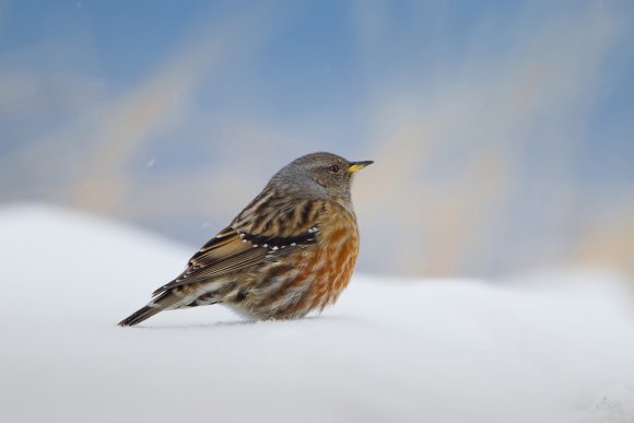 Sordone - Alpine accentor (Prunella collaris)